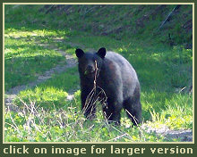 Black Bear Hunting
