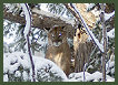 New-Cougar Hunting in the Chilcotin
