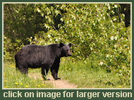 Black Bear Hunting