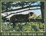 Hunting for Mountain Lion