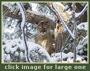 Hunting for Cougar and Lynx