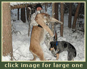 Hunting for Mountain Lion