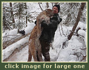 Hunting for Cougar and Lynx