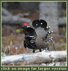 Hunting for grouse, black bear, wolf, ducks and fishing