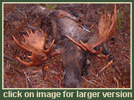 Bowhunting for Moose