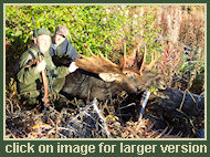 Bowhunting for Moose